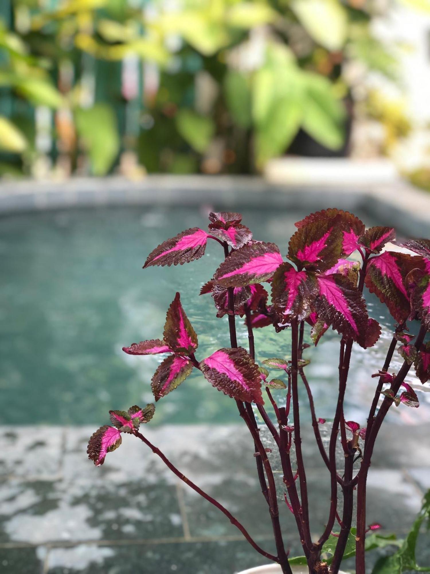 Hoi An Coastal Charm Villa - Jaccuzi Pool - Netflix Tan Thanh ภายนอก รูปภาพ